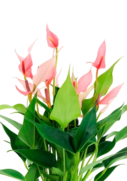 Антуриум Лилли 14/40 см в CUBE GLOSSY 16 Антуриум Лилли 14/40 см в CUBE GLOSSY 16