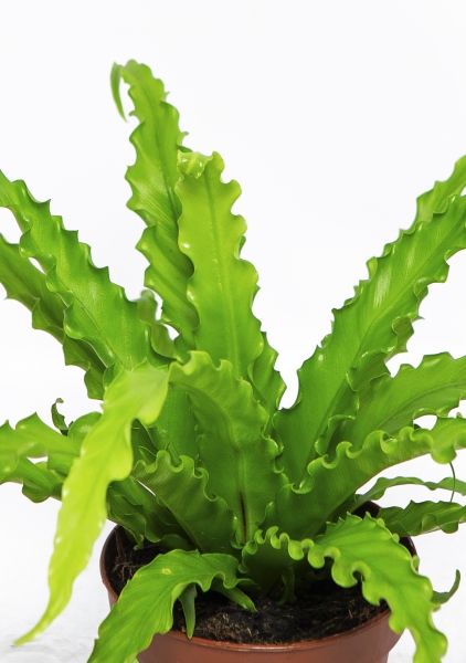 Асплениум Антикум Осака в CUBE COLOR 14