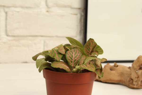 Фиттония микс 10/15 см