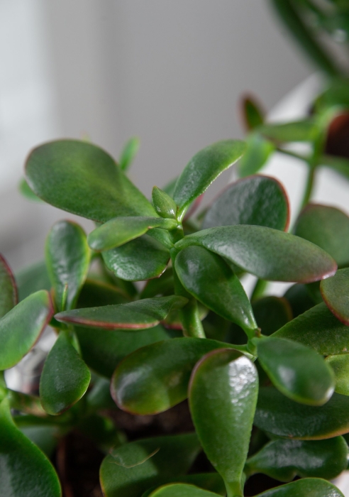 "Набор для рабочего стола" Крассула в PURO 20