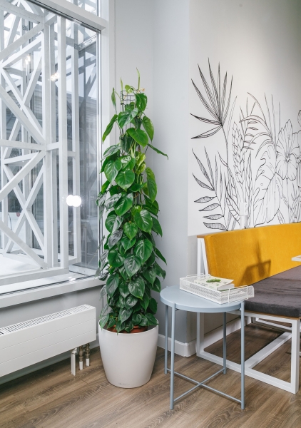 Филодендрон Сканденс на решетке 27/160 см