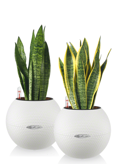 Сансевиерии "Набор для рабочего стола" PURO/40 см, белый