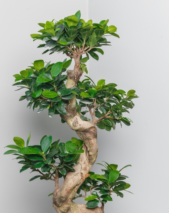 Фикус бонсай в CLASSICO 28