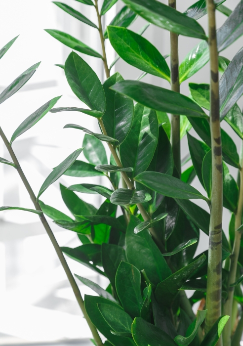 Замиокулькас 17/65 см