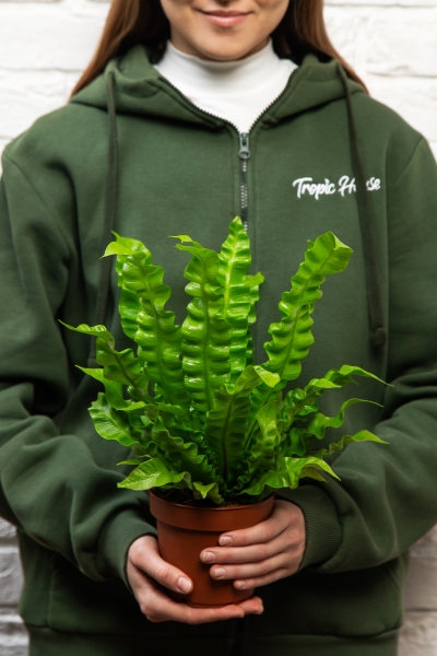 Асплениум Криспи Вейв 12/30 см