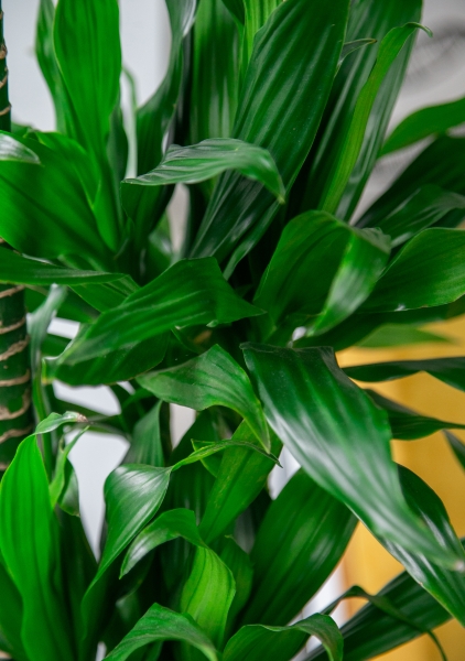 Драцена Грин Джевел 23/135 см