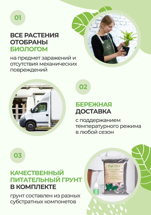 Фикус Бенджамина Экзотика на стволе 30/130 см