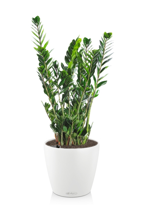 Замиокулькас 21/110 в CLASSICO 28, белый