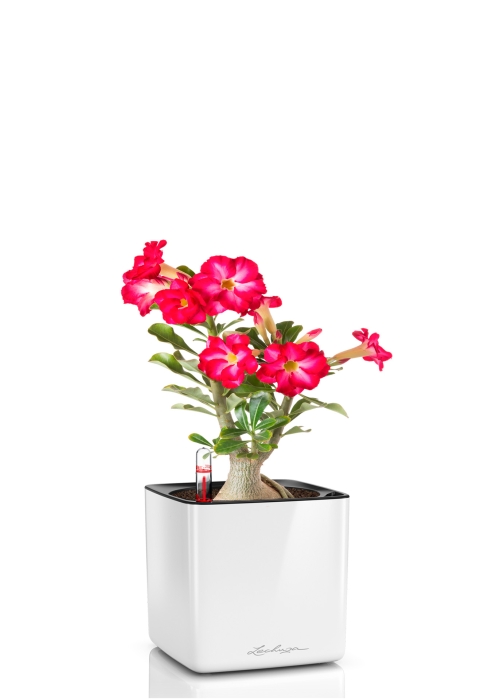 Адениум Пинк Стар 13/25 см в CUBE Glossy 16, белый блестящий