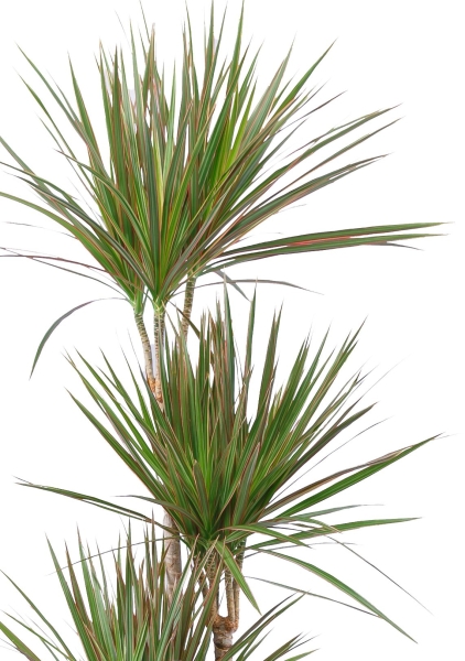 Драцена Маргината биколор 4 ствола 27/150 см