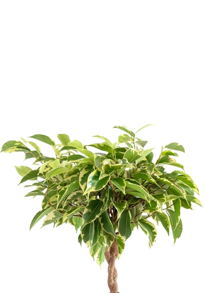 Фикус Бенджамина Лаки переплетенный 12/40 см в CUBE COLOR 16