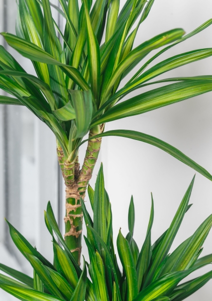 Драцена Рики 3 ствола 21/100 см