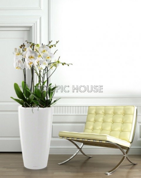 Орхидеи Макси в RONDO 40 Орхидеи Макси в RONDO 40