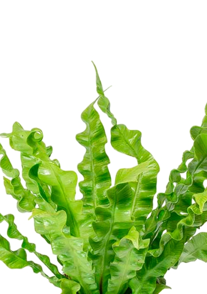 Асплениум Криспи 9/15 см