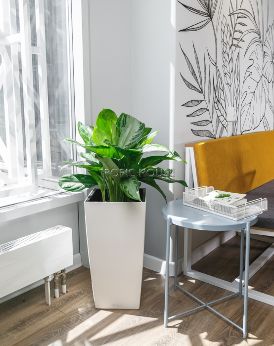 Аглаонема Сильвер Бей в CUBICO 30