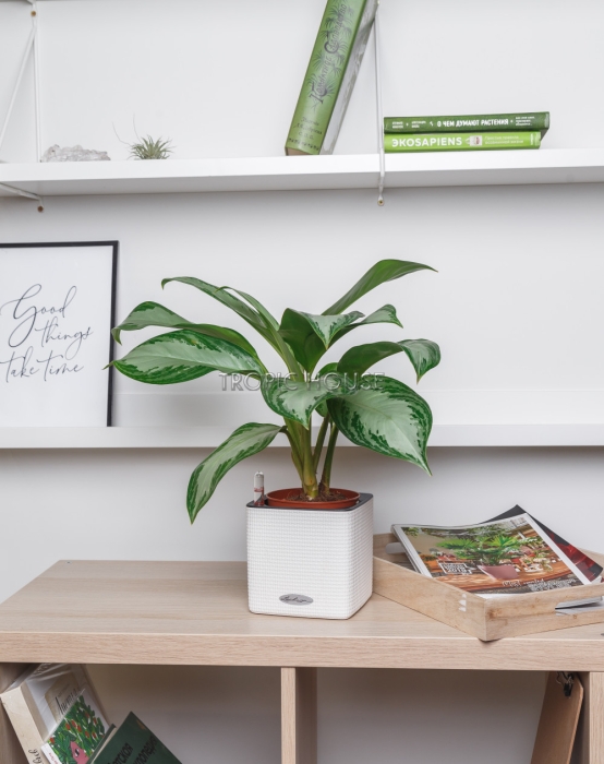 Аглаонема Сильвер Бей в CUBE COLOR 14