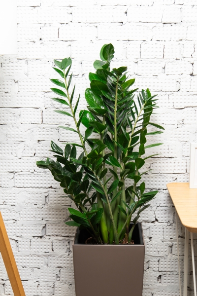 Замиокулькас 24/90 см в CLASSICO LS 28