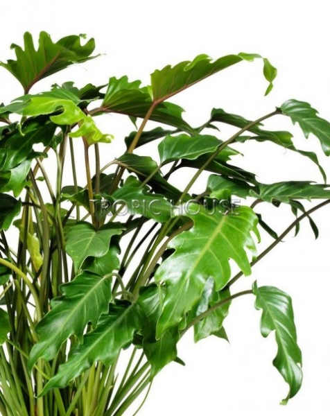 Филодендрон Ксанаду в RONDO 32 Филодендрон Ксанаду в RONDO 32