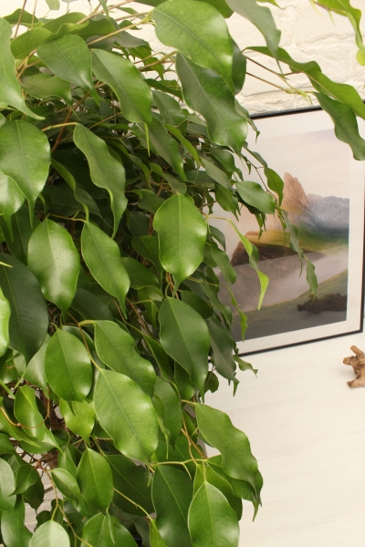 Фикус Экзотика переплетенный 30/150 см в CUBICO COLOR 40 Фикус Экзотика переплетенный 30/150 см в CUBICO COLOR 40