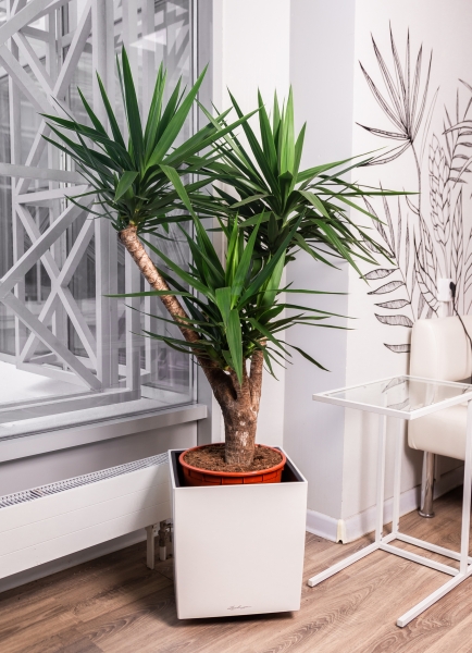 Юкка разветвленная 40/160 см