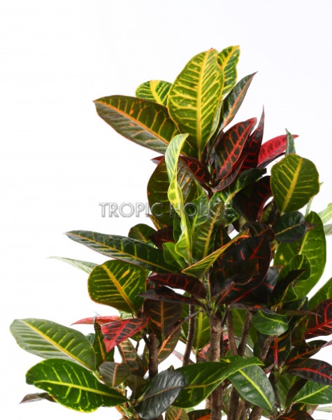 Кротон Петра в RONDO 32