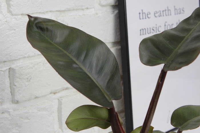 Филодендрон Блэк Кардинал 12/40 см