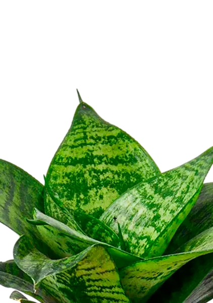 Сансевиерия Ханни 12/25 в OJO