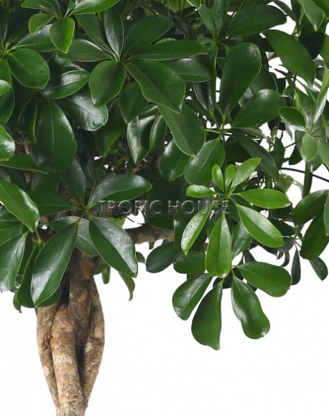 Шеффлера Косичка в CUBICO 30 Шеффлера Косичка в CUBICO 30