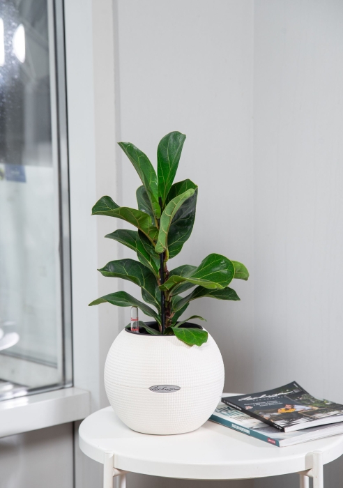 Фикус Лирата Бамбино 12/40 см в PURO 20