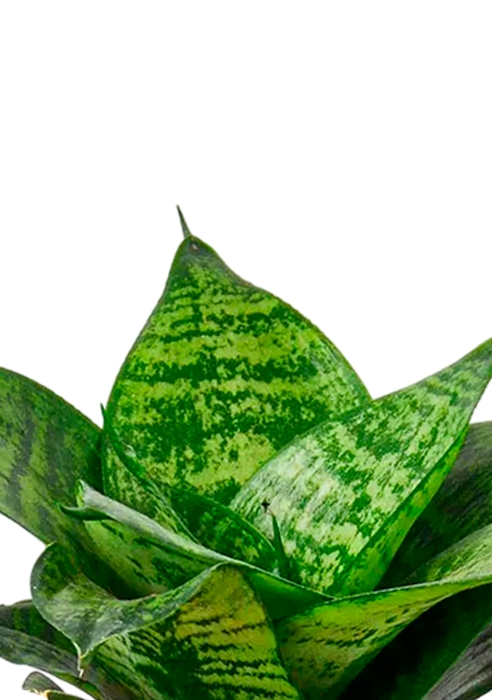 Сансевиерия Ханни 12/25 в OJO