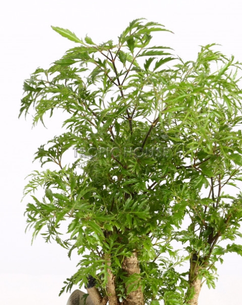 Полисциас в RONDO 32 Полисциас в RONDO 32