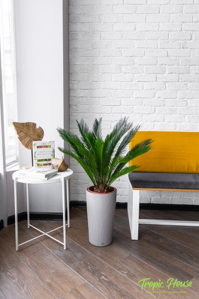 Цикас в CILINDRO 32 Цикас в CILINDRO 32