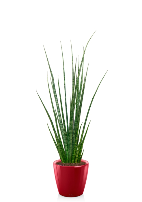 Сансевиерия Дигиторум 14/70 см в CLASSICO LS 21, ярко-красный блестящий 