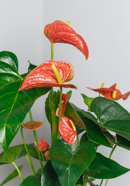 Антуриум Андре оранжевый 17/60 см