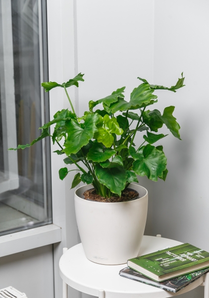 Филодендрон Шангри Ла 17/50 см Филодендрон Шангри Ла 17/50 см