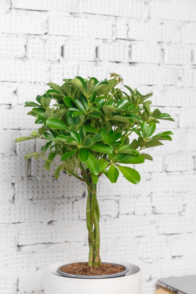 Шеффлера Компакта 21/75 см