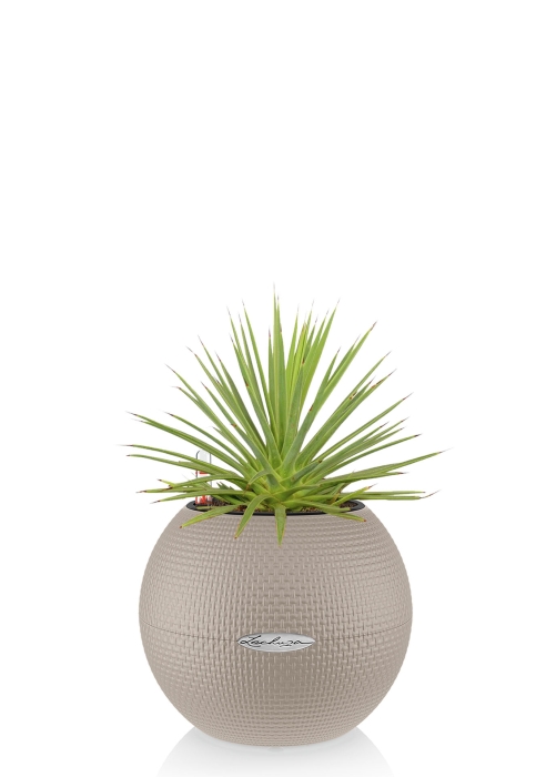 Агава Нана в PURO 20, песочно-коричневый