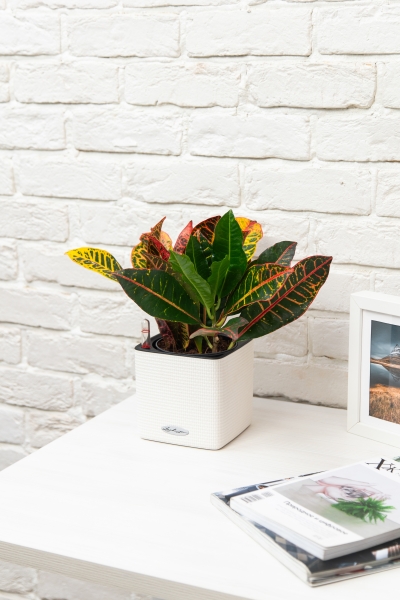 Кротон (Кодиеум) Петра 12/30 см