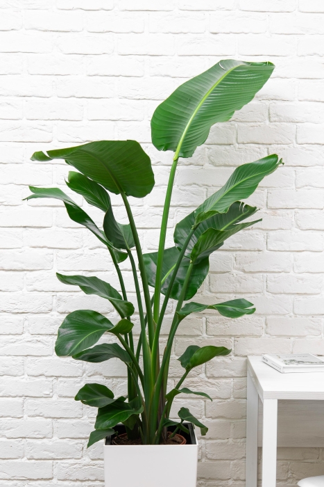 Стрелиция Николай 24/120 см