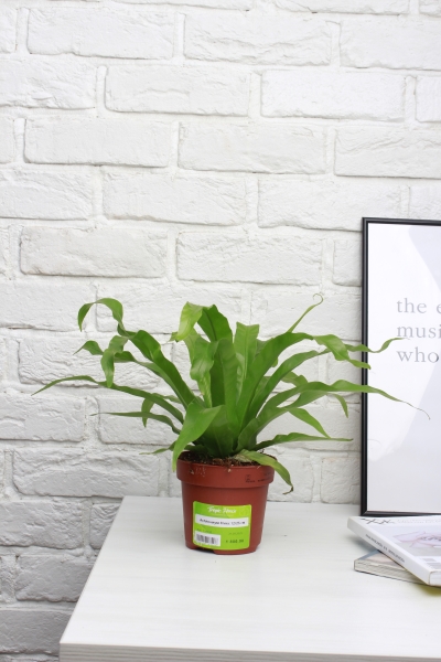 Асплениум Микс 12/25 см в CUBE Color 16