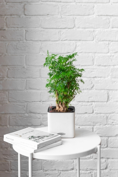 Полисциас Фрутикоза 12/40 см Полисциас Фрутикоза 12/40 см