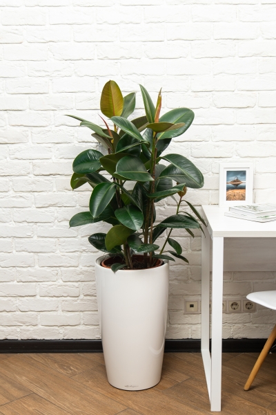 Фикус Эластика Робуста 3 ствола 27/100 см Фикус Эластика Робуста 3 ствола 27/100 см