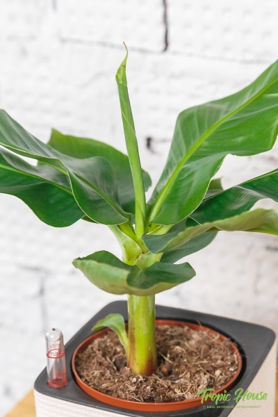 Банан 12/30 см Банан 12/30 см