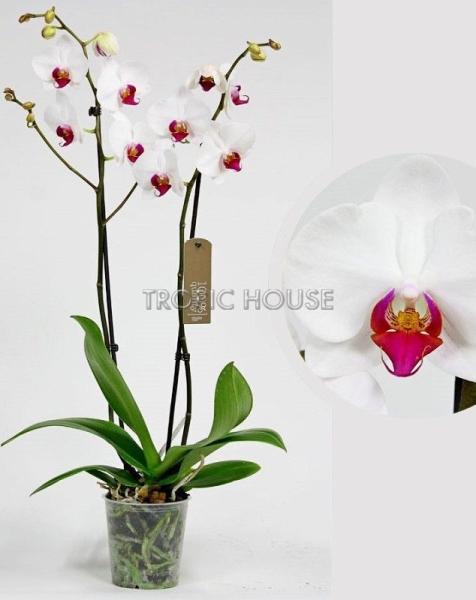 Орхидея Фаленопсис Кембридж белая 12/70 см в LAMELA MAGNOLIA fi 135 Орхидея Фаленопсис Кембридж белая 12/70 см в LAMELA MAGNOLIA fi 135