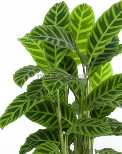 Калатеи микс в Cottage 50