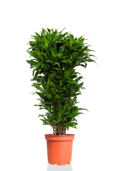 Драцена Компакта бранч 31/130 см