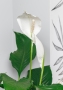 Спатифиллум Сенсейшн 24/130 см