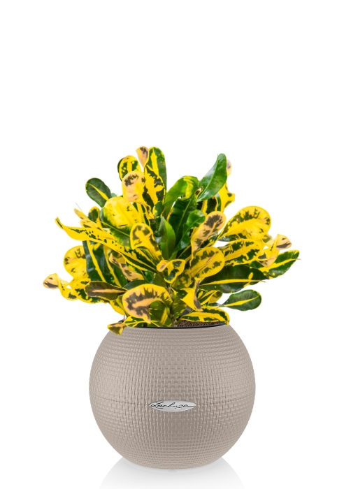 Кротон Еллоу в PURO 20, песочно-коричневый