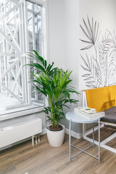 Ховея Кентия 21/140 см Ховея Кентия 21/140 см