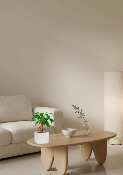 Радермахера бонсай 12/30 см в CANTO STONE 14